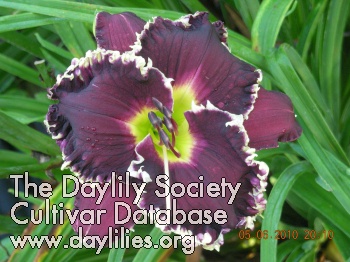 Daylily Spacecoast Night Vision